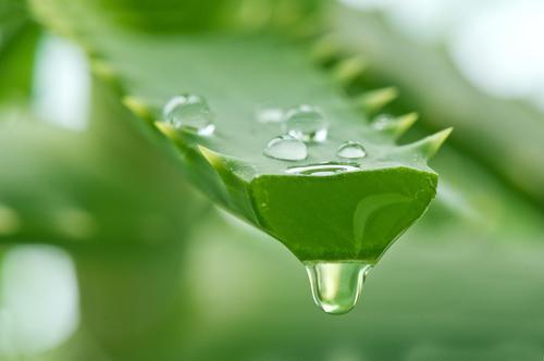 aloe vera plant with morning dew
